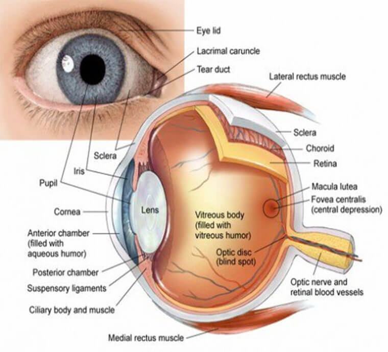 parts-of-human-eye