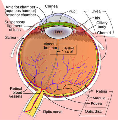 Anatomy eye