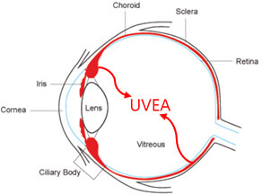 uvea