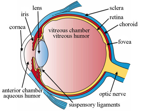 Vitrectomy